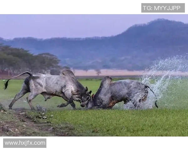 公牛：力量与优雅的化身